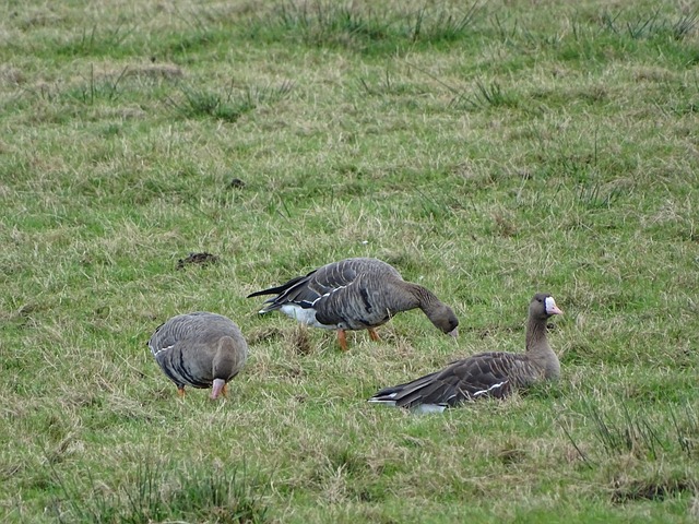 在杜兰特加 在杜兰特加